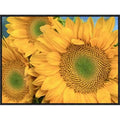 Framed Photographic Print Q237