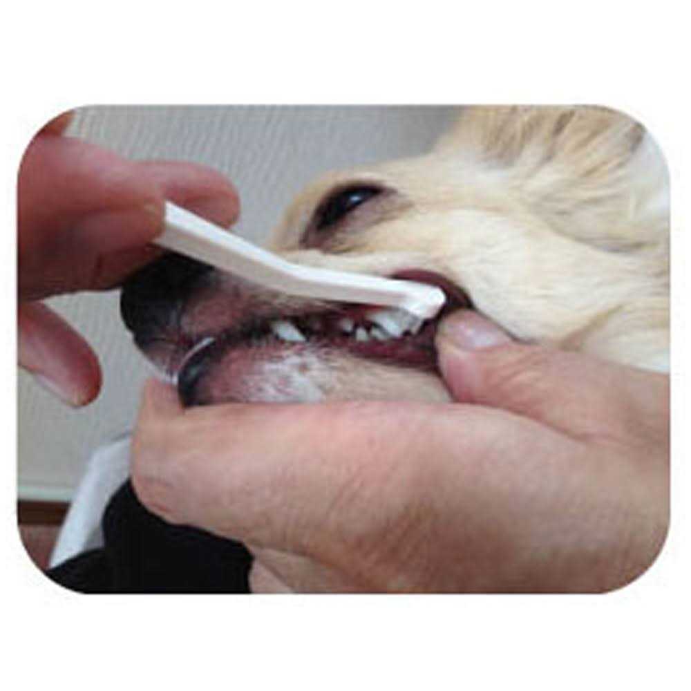 Dog Toothbrush T994