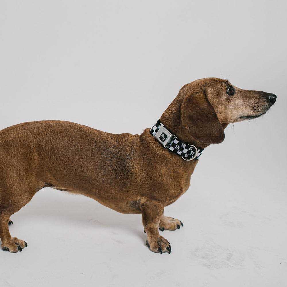 Dog Collar Seatbelt Buckle O92646