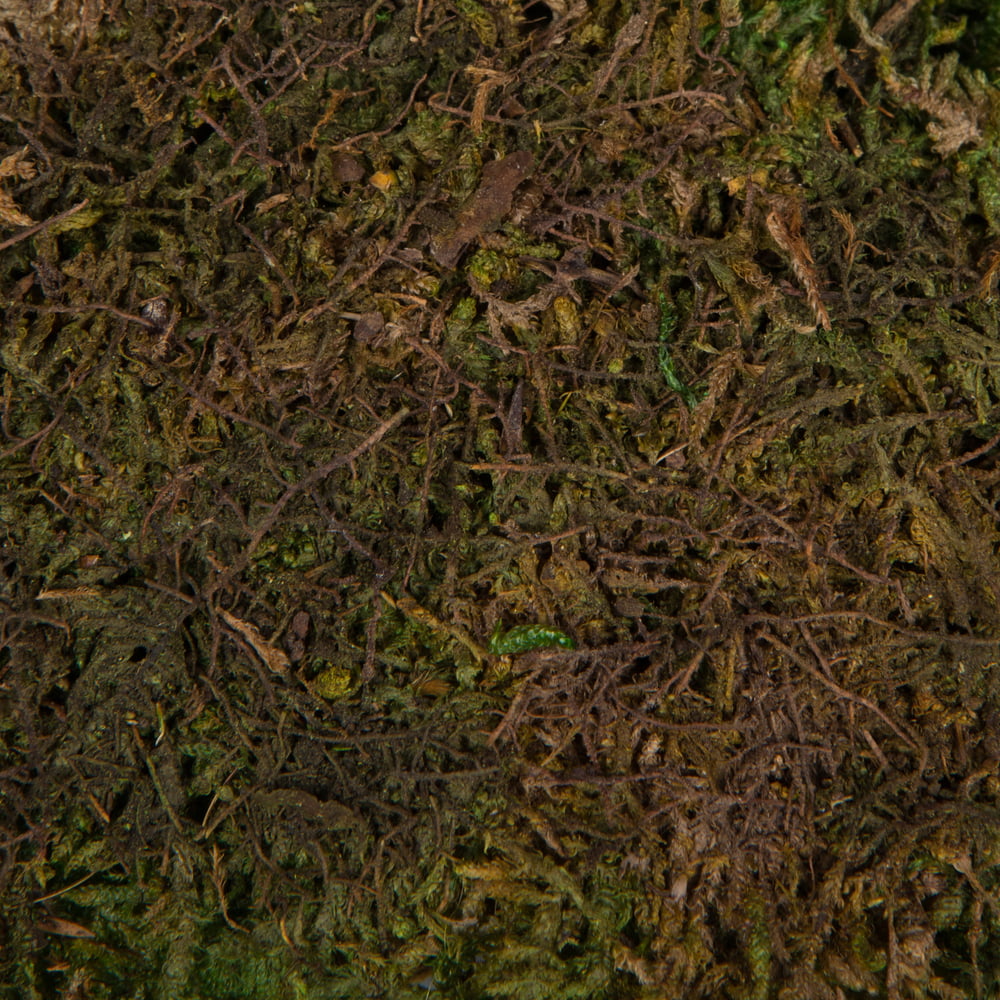 Green Sheet Moss H892492