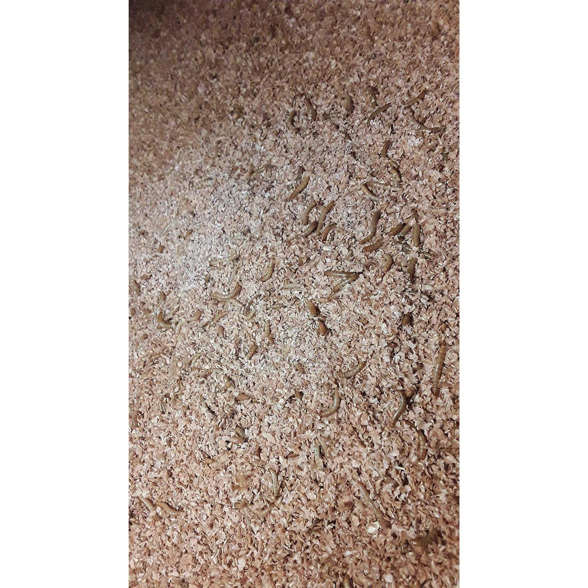 Mealworm and Superworm Bedding H3919