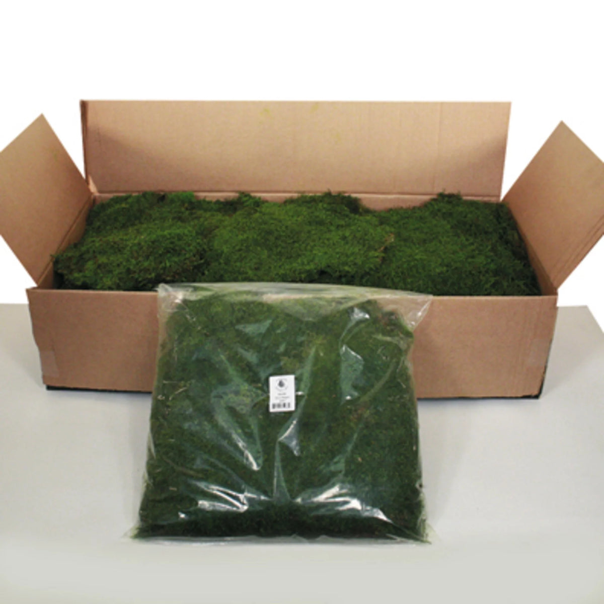 Green Sheet Moss H892492
