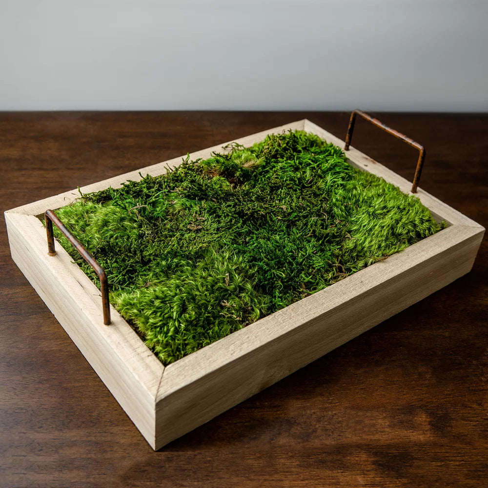 Green Sheet Moss H892492