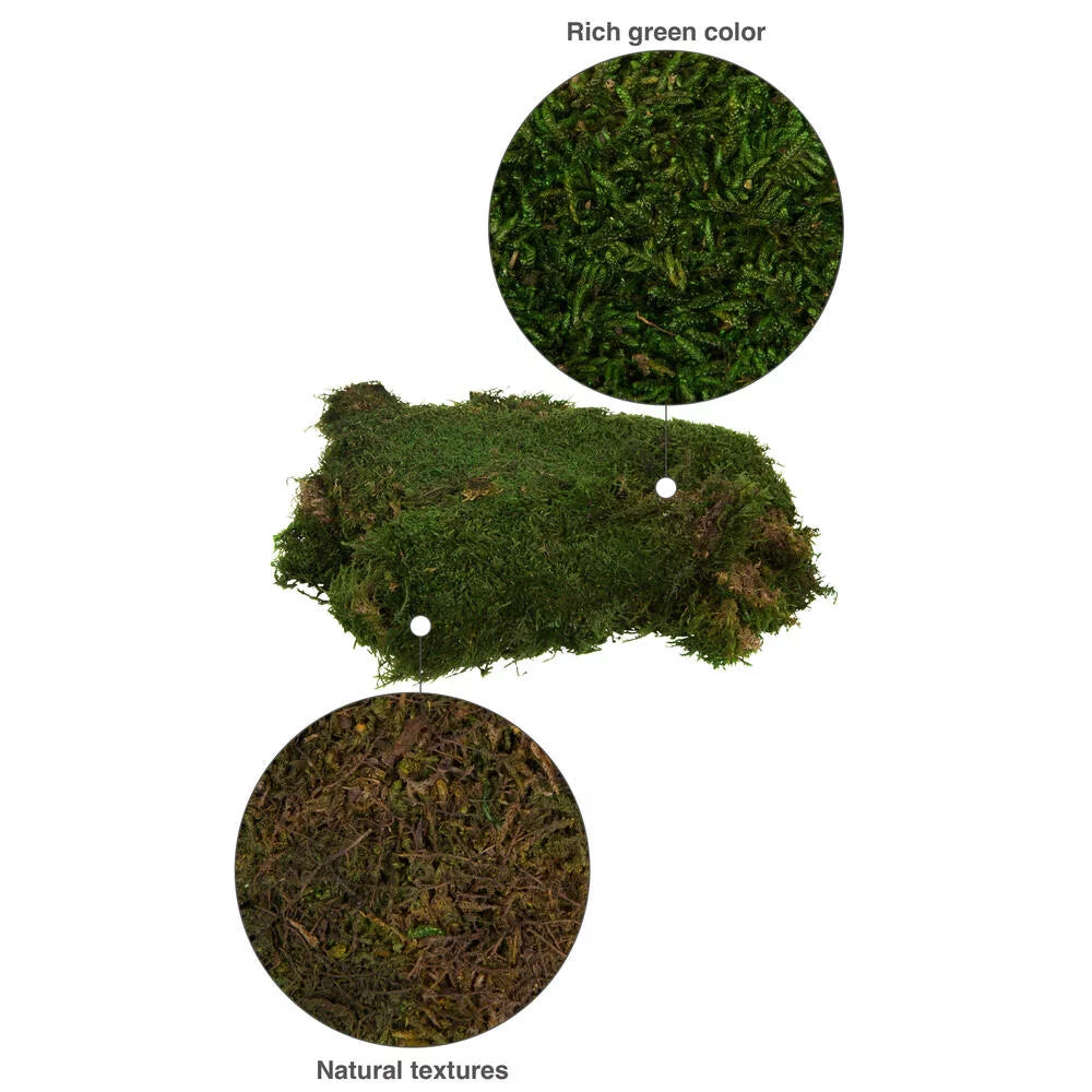 Green Sheet Moss H892492