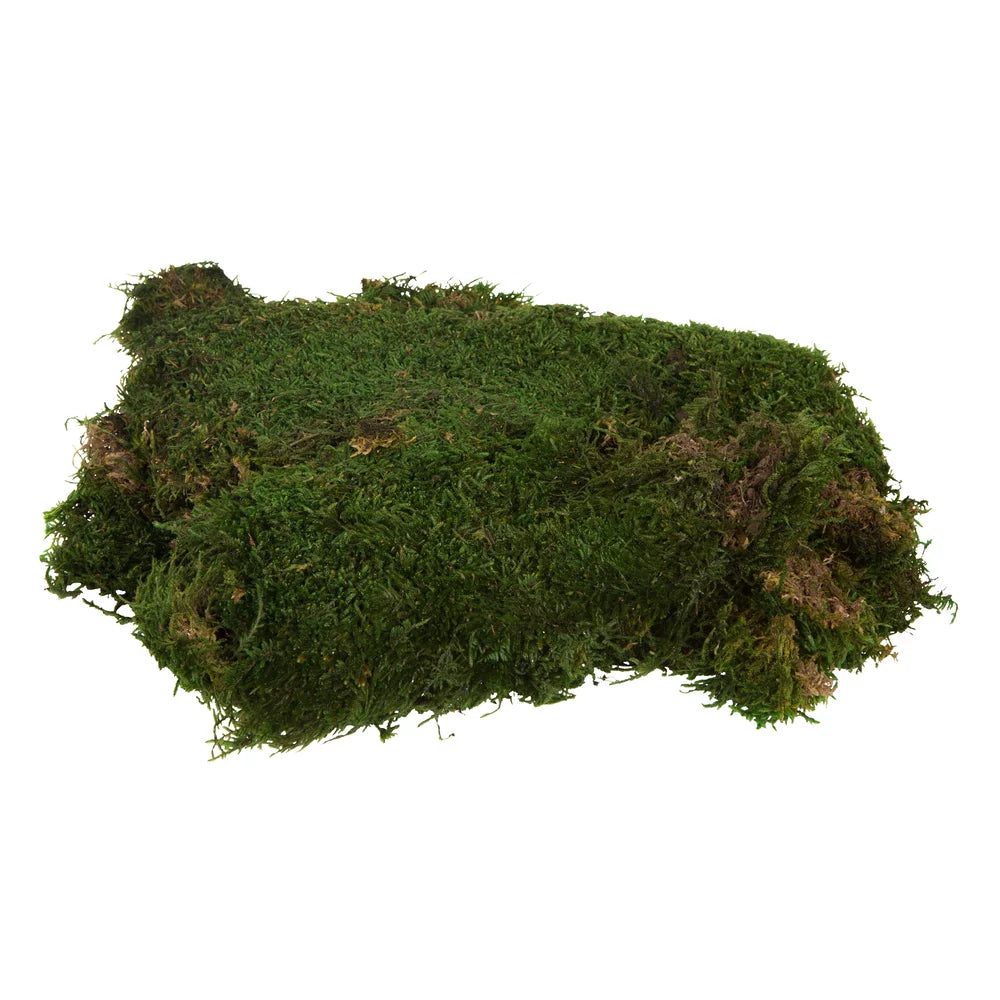 Green Sheet Moss H892492