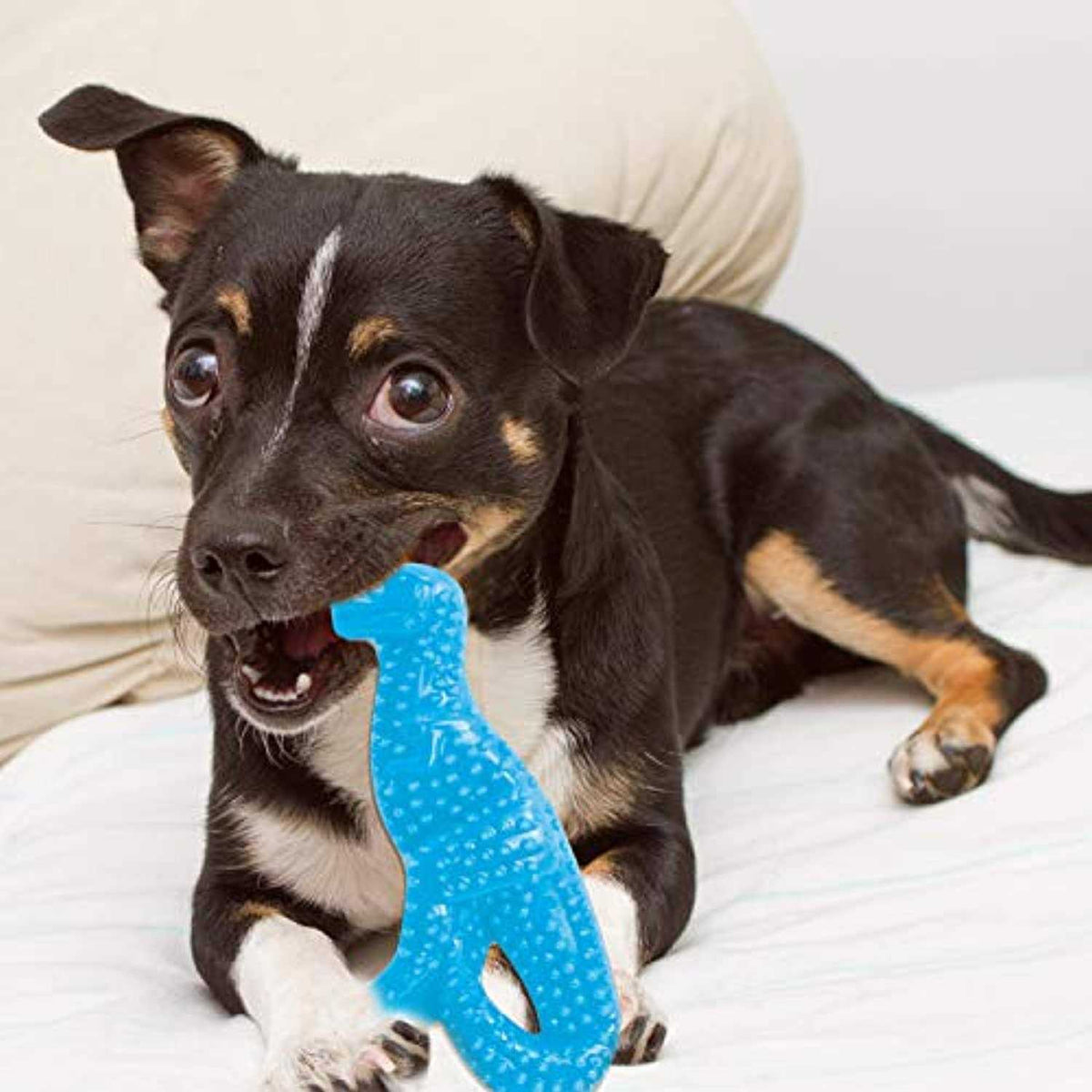 Dental Puppy Chew Toy K812