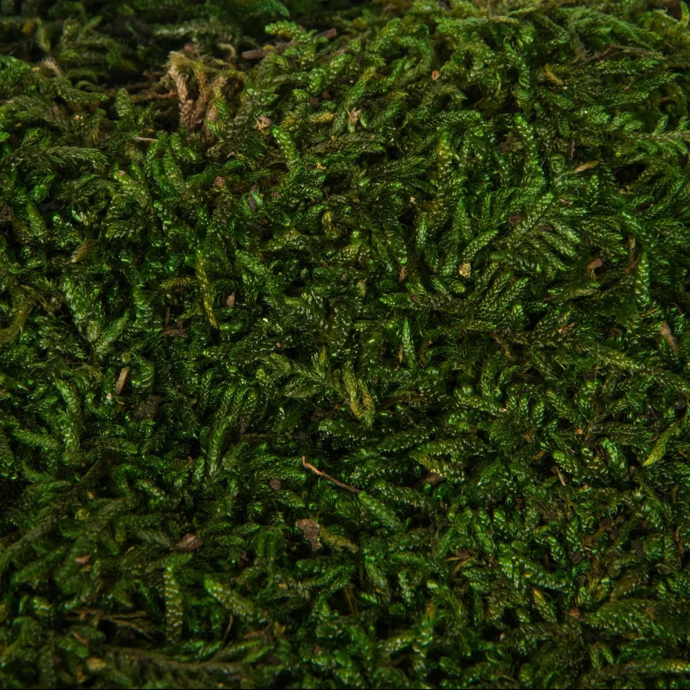 Green Sheet Moss H892492
