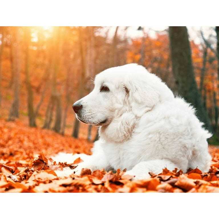 Krill Oil Soft Chews for Dogs M387